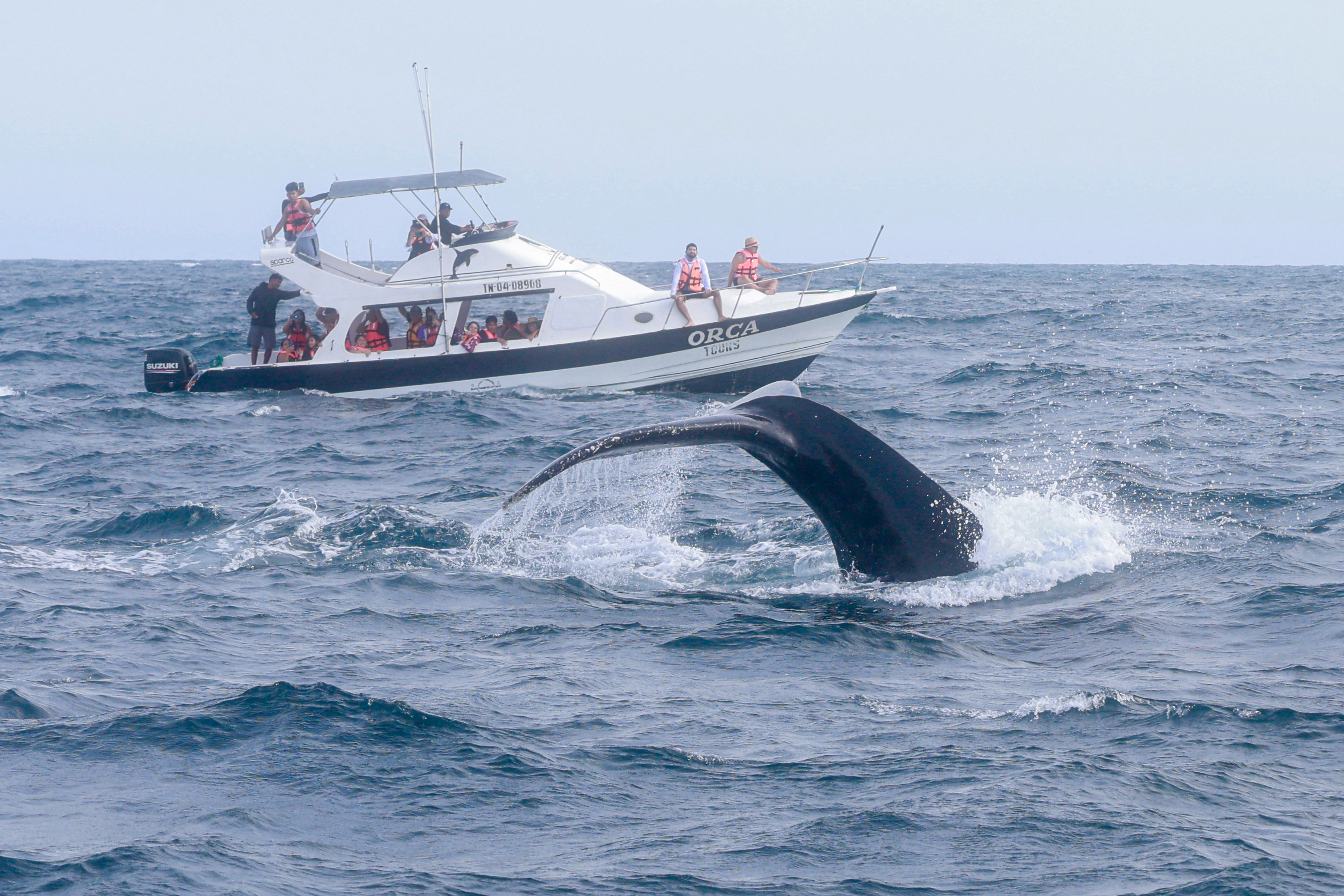 Miniatura de WHALE-PTO-LOPEZ-0450.jpg