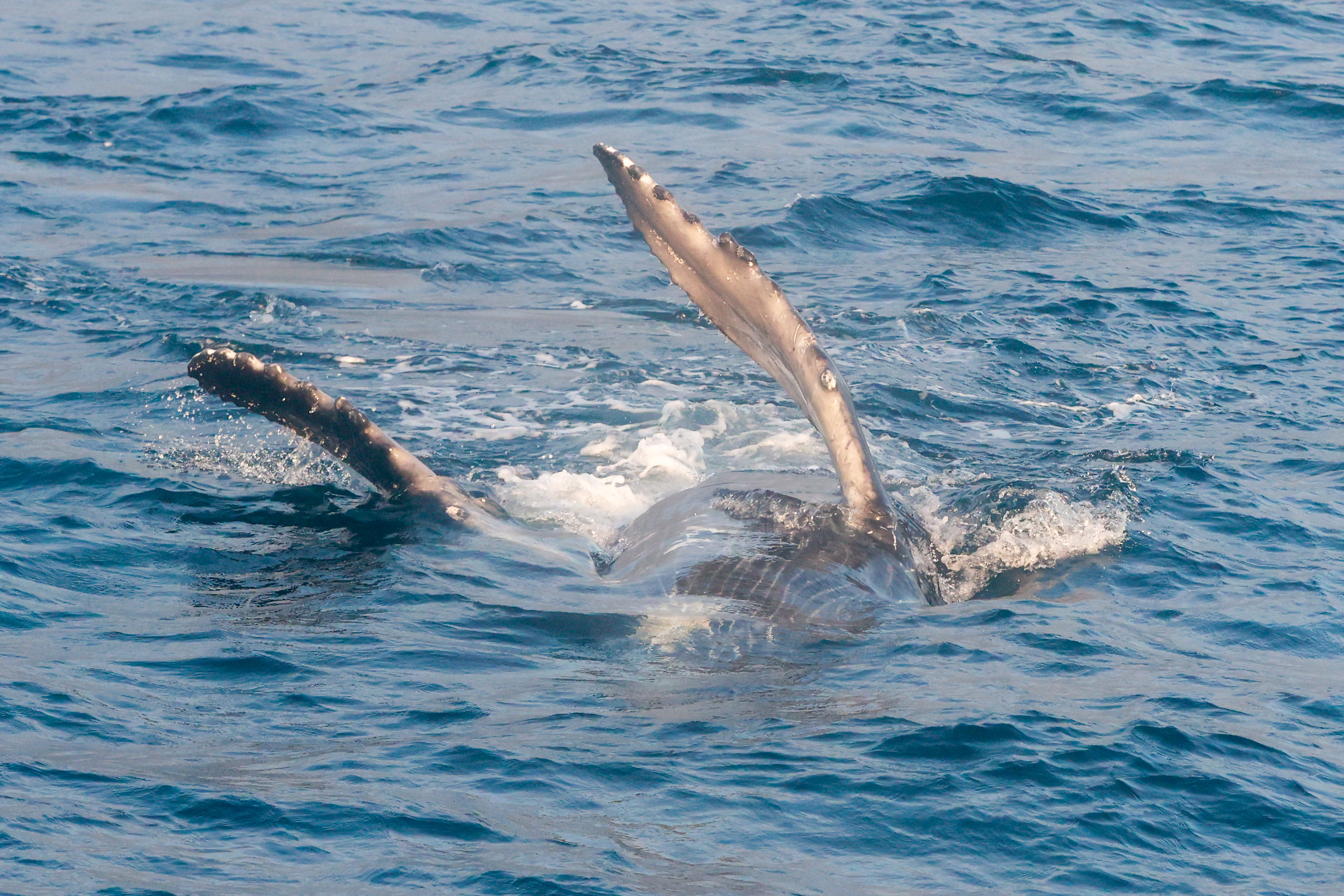 Miniatura de WHALE-PTO-LOPEZ-2018.jpg