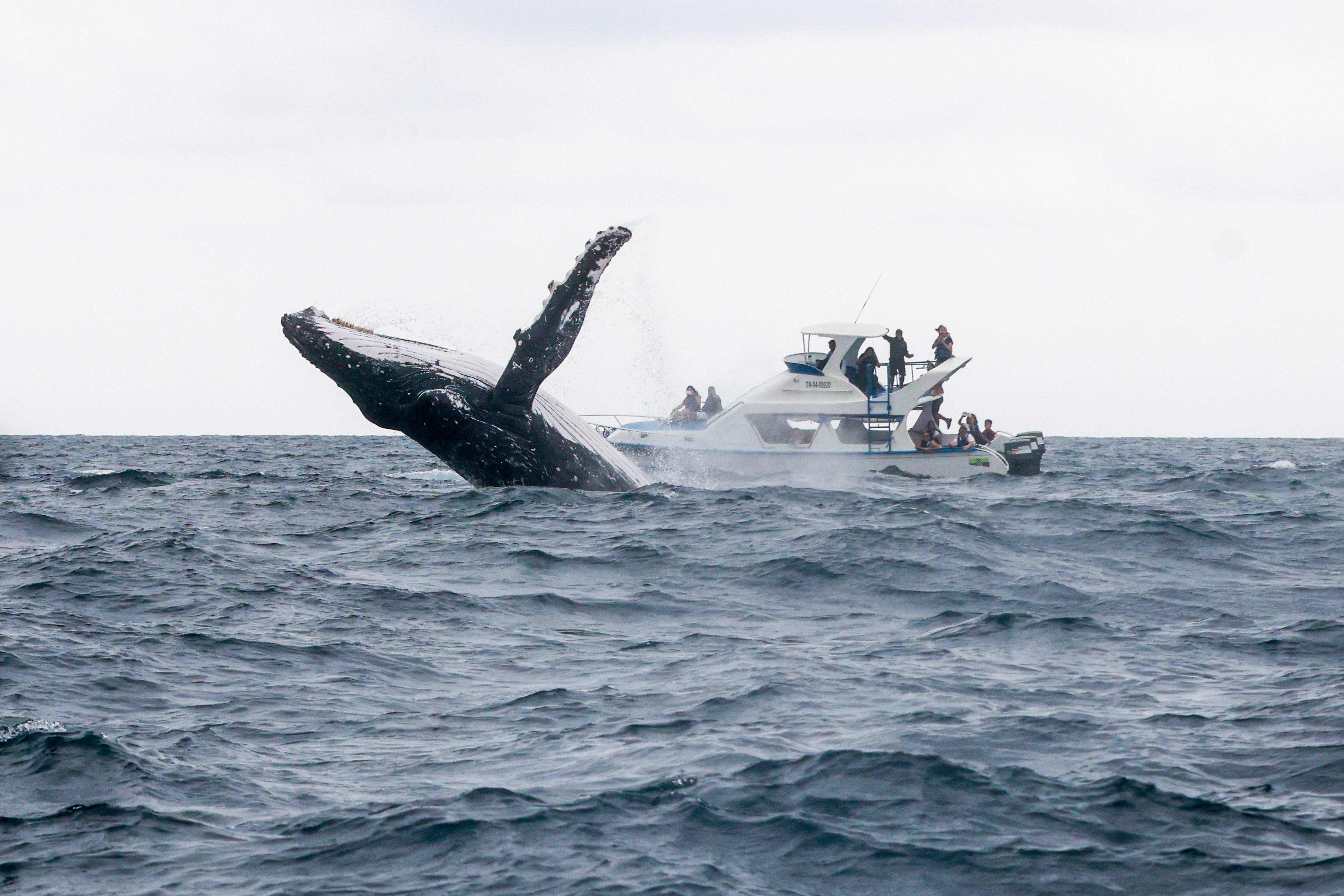 Miniatura de WHALE-PTO-LOPEZ-2537.jpg